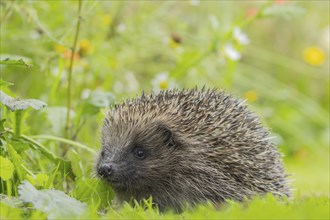 European hedgehog (Erinaceus europaeus) adult animal on a garden lawn, Suffolk, England, United