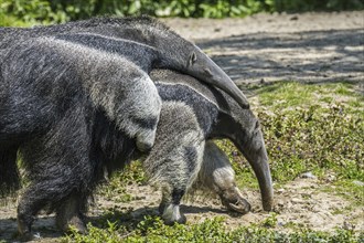 Two giant anteaters (Myrmecophaga tridactyla), ant bears insectivores native to Central and South