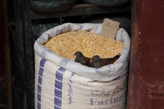 Birds in a sack of grain in the souk of Marrakech, Morocco, Africa