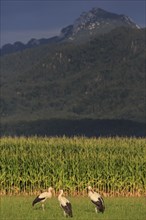 Storks in a meadow in front of mountains in the evening light, view of Benediktenwand, Großweil,