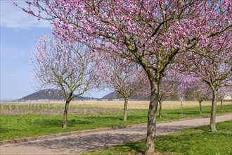 Almond tree blossom (Prunus dulcis), Siebeldingen, German Southern Wine Route, Southern Palatinate,