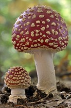 Fly agarics (Amanita muscaria), small and large fruiting body, North Rhine-Westphalia, Germany,