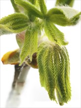 Chestnut, common horse-chestnut (Aesculus hippocastanum), young leaves, macro photograph