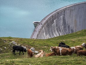 Herd of cows, dam of the Moiry lake, tourist on the dam, Lac de Moiry, Valais, Switzerland, Europe