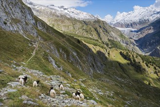 Hiking trail with herd of goats, hiking, hiking trail, tourism, mountain hike, Aletsch Arena,