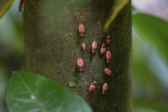 Nymphs of a common fire bug (Pyrrhocoris apterus) on a tree trunk, Carara National Park, Tarcoles,