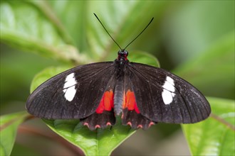 Common Parides (Parides iphidamus), butterfly sitting on a leaf, Alajuela province, Costa Rica,