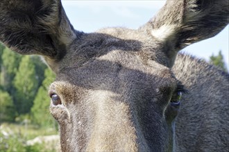 Close-up of a moose with focus on eyes and ears, heraldic animal, Jämtland, Sweden, Europe