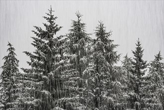 Snowfall in the fir forest, sleet, winter, dreariness, bad weather, cloudy, snow, fir tree