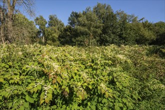 Flowering Japanese Knotweed (Fallopia Japonica), an invasive piece in a forest clearing in Ystad,