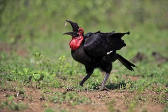 Red-faced hornbill, Southern ground hornbill, Kaffir hornbill (Bucorvus leadbeateri), adult