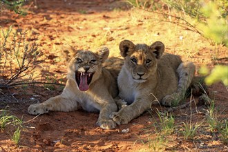 Lion (Panthera leo), two cubs, four months old, siblings, yawning, Tswalu Game Reserve, Kalahari,