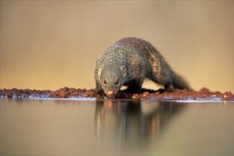 Zebra mongoose (Mungos mungo), adult, at the water, drinking, Kruger National Park, Kruger National