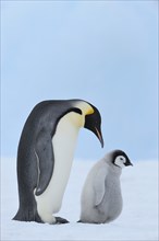 Emperor penguins, Aptenodytes forsteri, with a Chick, Snow Hill Island, Antartic Peninsula,