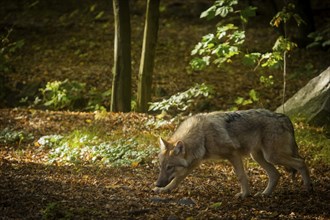 Moritzburg Game Reserve, Moritzburg, Saxony, Germany, Europe