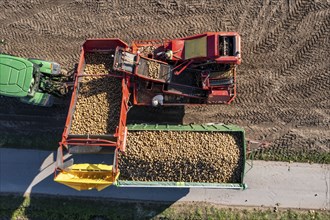 Potato harvesting, so-called split harvesting method, first the tubers are taken out of the ground