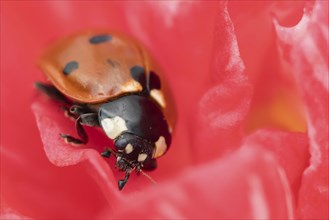 Seven-spot ladybird (Coccinella septempunctata) adult insect on a garden Camellia flower in the