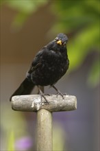 Eurasian blackbird (Turdus merula) adult male bird on a garden fork handle, Suffolk, England,