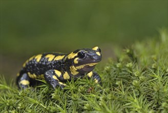 Fire salamander (Salamandra salamandra), Bavarian Forest NP, Bavaria, Federal Republic of Germany