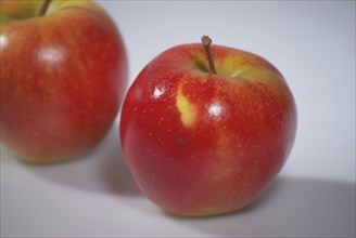 Europe, Germany, Lower Saxony, red apple, cultivation in the Altes Land near Hamburg, Malus,