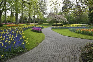 Tulips (Tulipa), daffodils (Narcissus) and grape hyacinths (Muscari) at Keukenhof, Lisse, South