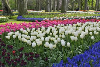 Tulips (Tulipa) and grape hyacinths (Muscari) at Keukenhof, Lisse, South Holland