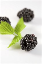 Black blackberries, clipping, fruit, fruits, studio