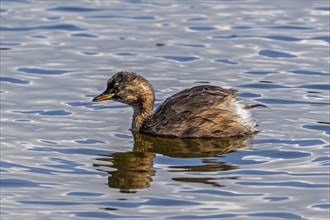 Little grebe, dabchick (Tachybaptus ruficollis, Podiceps ruficollis) in non-breeding plumage