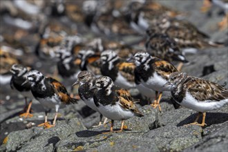 Flock of ruddy turnstones (Arenaria interpres) in breeding plumage resting on stone breakwater used