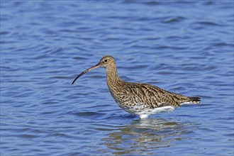 Eurasian curlew, common curlew (Numenius arquata) foraging in shallow water of pond in saltmarsh