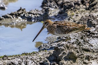 Common snipe (Gallinago gallinago) in camouflage colours foraging in the mud along muddy shore of