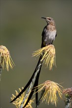 Cape Honeybird (Promerops cafer), adult, male, singing, on flower, Protea, Kirstenbosch Botanical