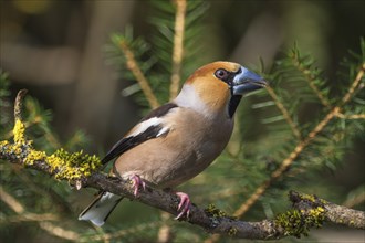 Hawfinch (Coccothraustes coccothraustes) male on a mossy branch, Baden-Württemberg, Germany, Europe