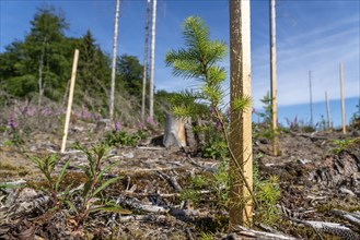 Reforestation in the Arnsberg Forest near Hirschberg, Soest district, young conifers, green Douglas