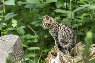 A kitten sits on a tree trunk and looks to the side into a green forest, wildcat (Felis