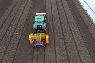 Lettuce plants are planted with a planting machine, Agriculture, Spring