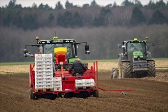 Early potatoes are placed in the soil of the field with a planting machine, Agriculture, Spring