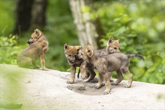 Four wolf pups playing and interacting together in the forest, European grey gray wolf (Canis