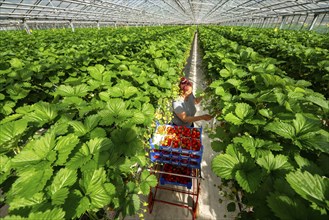 Harvesting strawberries, harvest helper, strawberry cultivation in the greenhouse, young strawberry