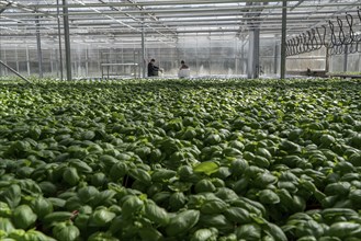 Agriculture, herb gardening, basil plants in pots, in a greenhouse