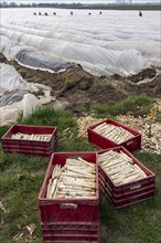 Asparagus harvest in the Rhineland, asparagus pickers at work in an asparagus field covered with