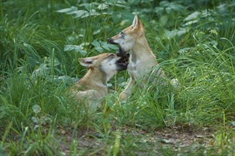 Gray wolf (Canis lupus), puppies playing in a grassy forest, summer, Germany, Europe