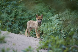 Gray wolf (Canis lupus), puppy standing on a path surrounded by green ferns, summer, Germany,