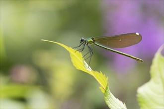 A Banded demoiselle (Calopteryx splendens), female, sitting on a leaf in front of a blurred