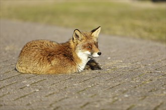 Red fox (Vulpes vulpes) lying on a pavement, Amsterdam, Netherlands