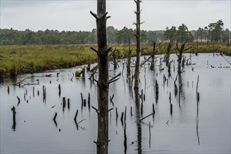 The Pietzmoor, raised bog in the Lüneburg Heath nature reserve, near Schneverdingen, Lower Saxony,