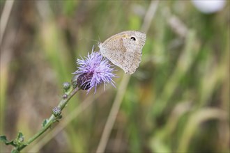 Meadow Brown (Maniola jurtina) on a flower of Spear Thistle (Cirsium vulgare), Bavaria, Germany,