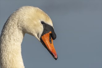 Mute swan (Cygnus olor) portrait on the water of a lake, Bas-Rhin, Alsace, Grand Est, France,