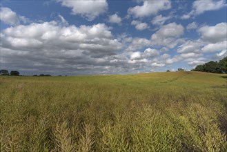 Ripe rape field (Brassica napus), cloudy sky Mecklenburg-Vorpommern, Germany, Europe