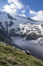 Herd of sheep grazing in a meadow, glaciated mountain peak Großer Möseler with Furtschaglkees in